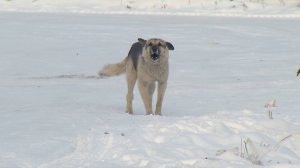 В Хакасии зоозащитники намерены оспорить в суде закон об эвтаназии собак