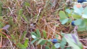 прогулка по лесу 31.07.21