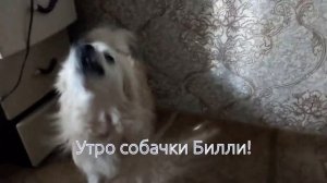 Утро собачки Билли! (весеннее утро)