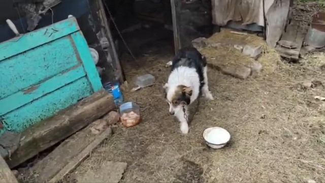 Вот и приют #Дора❤❤❤ смотреть онлайн