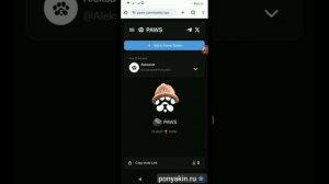 PAWS павс как получить получаем аирдроп обзор отзывы экосистема тон