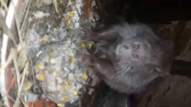 Нутрии и каша смотреть онлайн