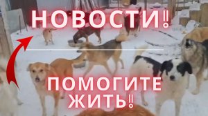 Помогите им выжить!