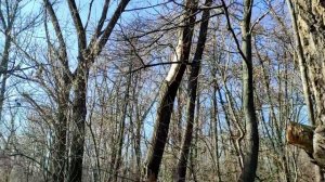 Прогулка по Подгоровской роще