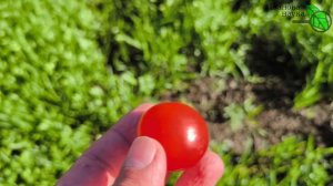 НЕ ВОЗИТЕСЬ С РАССАДОЙ! ДЛЯ ЧЕГО НАДО ЗАКАПЫВАТЬ ПЛОДЫ ТОМАТА В ЗЕМЛЮ НА ЗИМУ. Подзимний посев семя