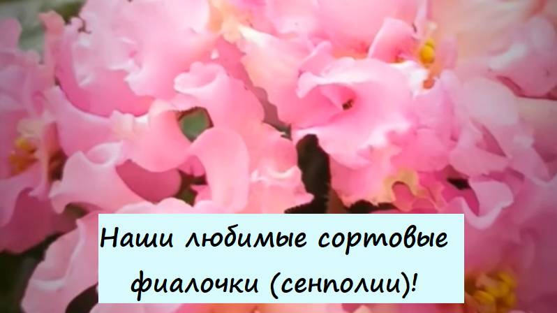 Наши любимые сортовые фиалочки (сенполии)!