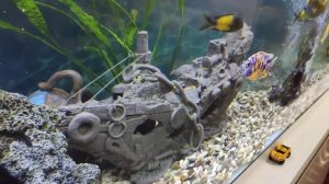 Мой аквас на 600 литров с Африканскими цихлида и