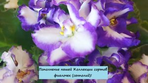 Пополнение нашей Коллекции сортов сортовых фиалочек (сенполий)!