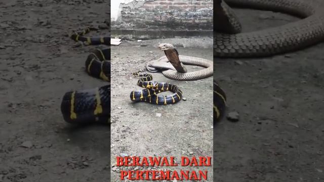 FEEDING MY KING COBRAS RANTAI MAKANAN (HUKUM ALAM)