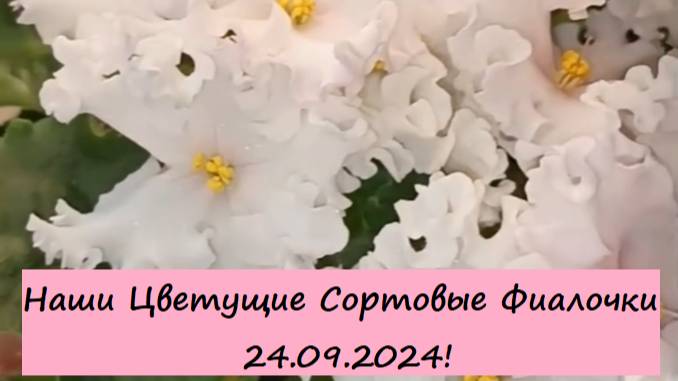 Наши Цветущие Сортовые Фиалочки (Сенполии) 24.09.2024! Для заказа пишите WhatsApp 89101614167