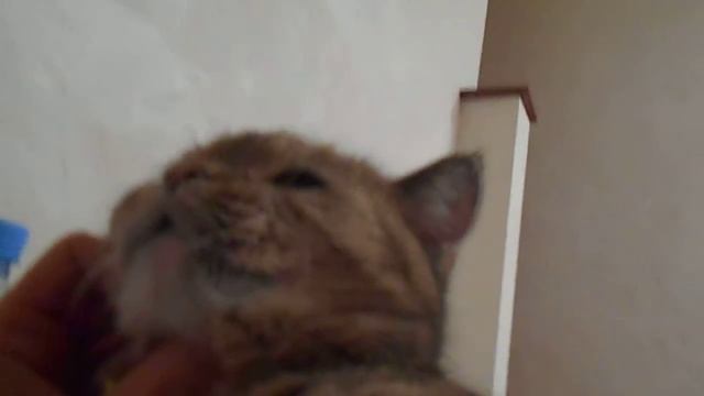 Мимимишность:) Кошка Ромашка. смотреть онлайн