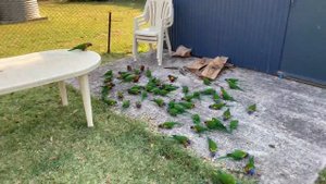 Многоцветные Лорикеты