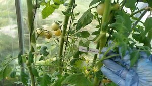 Томат-Доктор Кэролин{ чери)👍👍👍