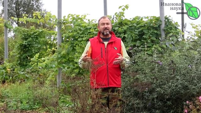 ВЫПИВАЮ пару глотков И ПОЧКИ НЕ БОЛЯТ! Природное очищение печени и почек. Это растение творит чудес
