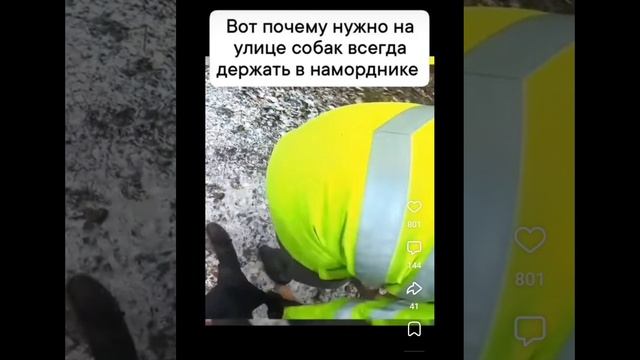 Вот почему собак надо всегда выгуливать в намордниках