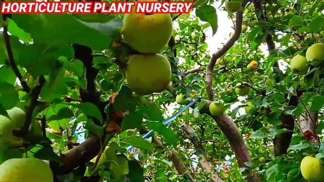Golden Delicious Apple Farming/ Green Apple Farming In Himachal/ Apple Plant Nursery/ Fruit plant смотреть онлайн