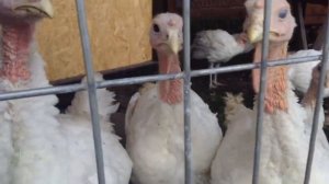 Индюшата подросли. Содержание и выращивание индюшат.