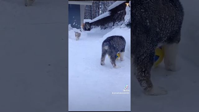 Последний матч с друзьями. Прощай, малыш, тебя ждёт долгий путь!