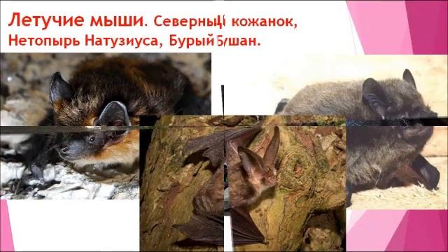 Отчет КозловаЛВ №254 смотреть онлайн