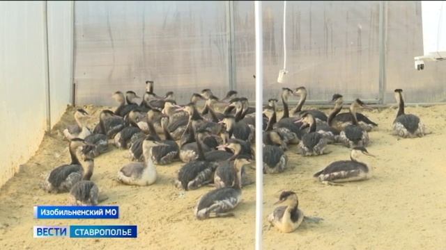 Почти 300 птиц, пострадавших от разлива нефти в Чёрном море, проходят реабилитацию на Ставрополье