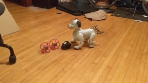Sony Aibo ERS 1000 meets Anki Vector