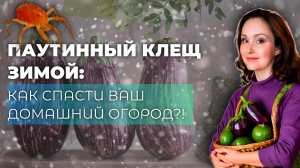 Как бороться с вредителями в зимнем огороде?