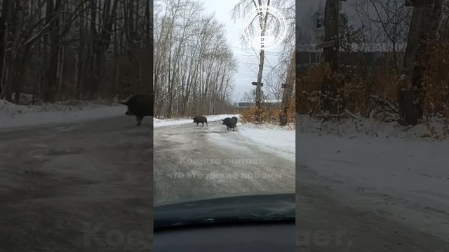 В Нижнем Тагиле опознали трёх бродячих кабанов