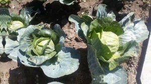 МОРКОВЬ "РУССКИЙ РАЗМЕР"  УБОРКА И ХРАНЕНИЕ. ОБЗОР ОГОРОДА.