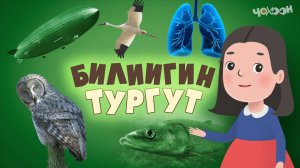 Билиигин тургут 49