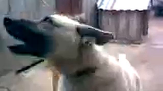 Цезарь.3gp смотреть онлайн