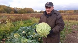 Вот такая капуста растёт у Белого моря.