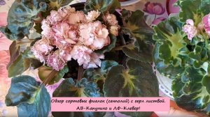 Обзор сортовых фиалок (сенполий) c герл листвой. АВ-Капучино и ЛФ-Клевер!