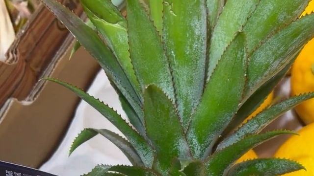 Abdoullah смотреть онлайн