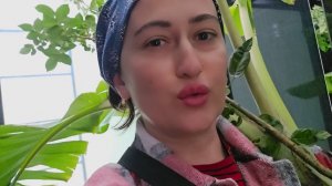 Притащила куст банана со двора