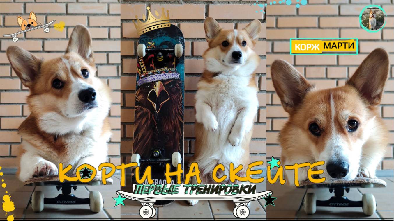 Корги на скейте, научиться кататься - легко