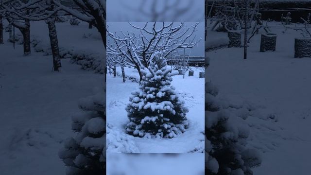 Первый снег 13.01.2025.