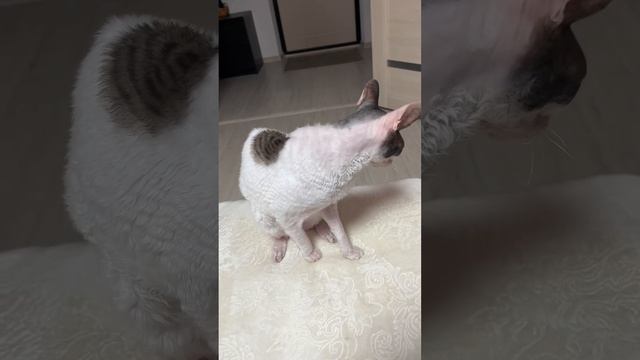 Недотрога #кошки #корнишрекс #приколысживотными