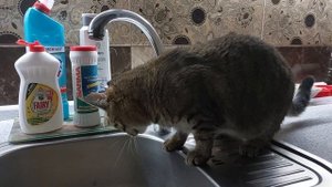 Самвел Адамян/ МасичОк🐈, просты мени! (пародия на Надюху)