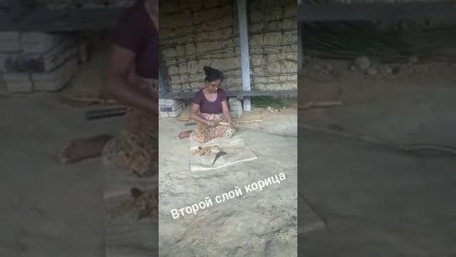 Sri Lanka. How to make cinnamon/Шри Ланка (Как делают корицу) смотреть онлайн