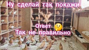 Зайди в голубятню и повтори