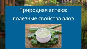 Природная аптека: полезные свойства алоэ