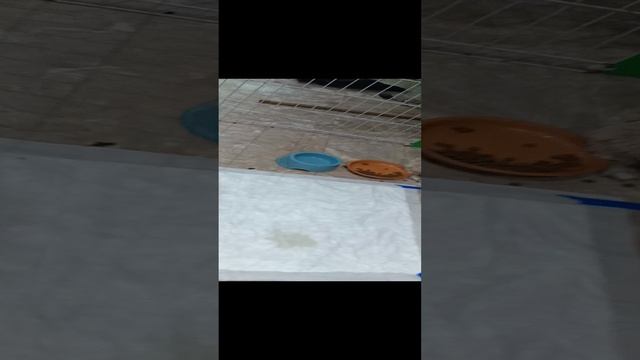 Щенки мальтипу