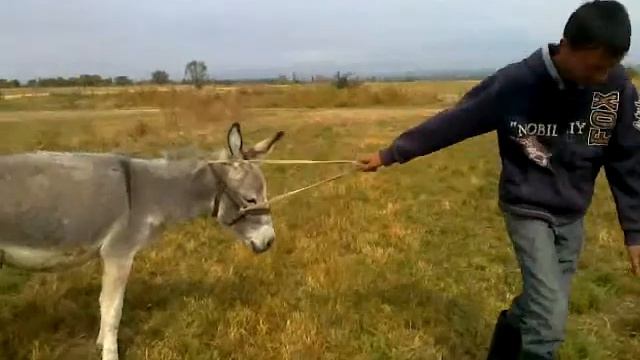 Алатовские забавы! смотреть онлайн