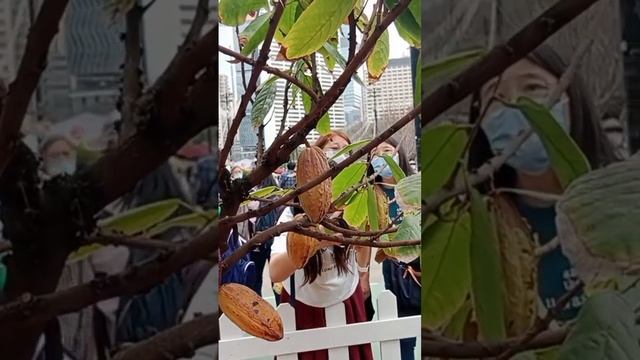 #cacao tree with fruits #shortvideo #youtubeshorts #viral смотреть онлайн