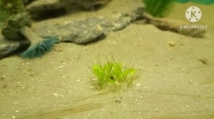 Проращивание кувшинки из пруда в аквариуме