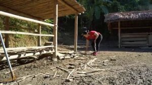 Build Many Nests for Hens to Lay Eggs - Harvest Grapefruit to Sell at Market | Trieu Mai Huong