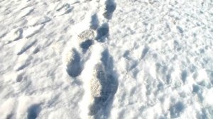 Установка тарелочных капканов!