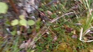 Поход в лес  24 июля 21г