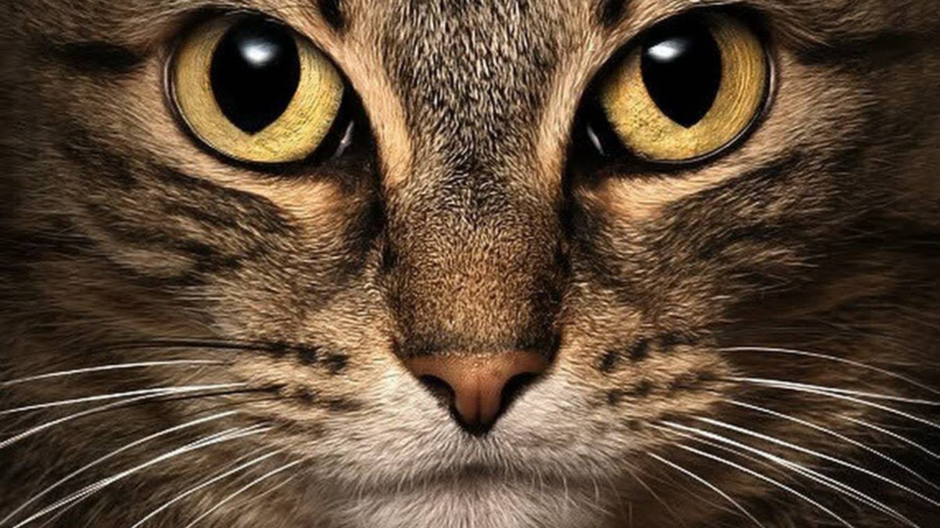 прохождение Гибель келла рассеивание