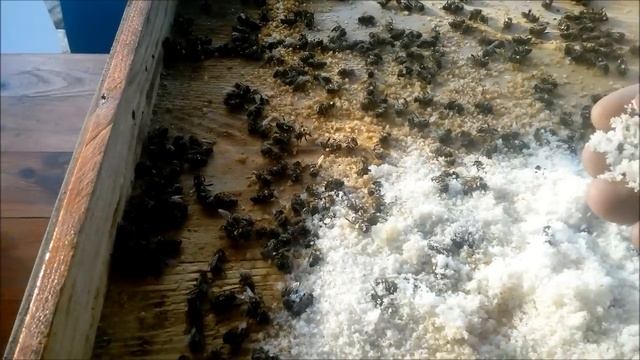 Пчеловодство.Осмотр днищ после зимовки. Beekeeping.Inspection Ulevich bottoms after wintering. смотреть онлайн